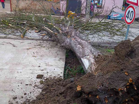 Оборени кестен накратко зауставио саобраћај