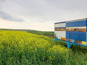 У време хемијских третмана усева неопходно заштити пчеле