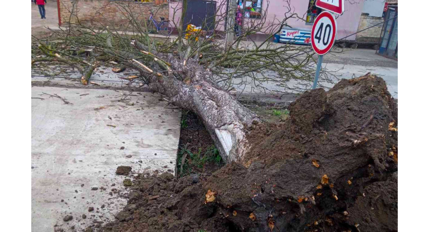 Оборени кестен накратко зауставио саобраћај