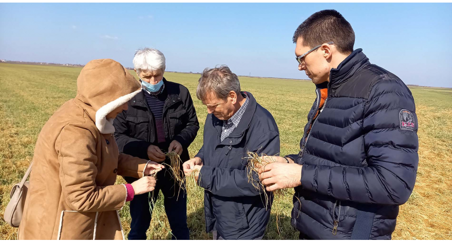 Пшеница трпи због великих температурних разлика