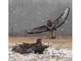 Борба за територију