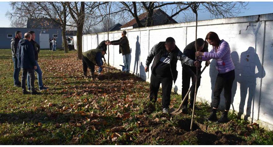 У три акције засађено 85 садница украсног дрвећа